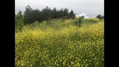 Doğal Yaşam Alanı